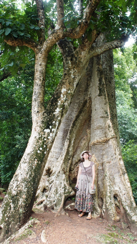 Деревья-гиганты