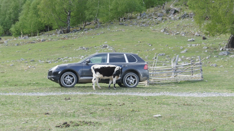 Корова и машина