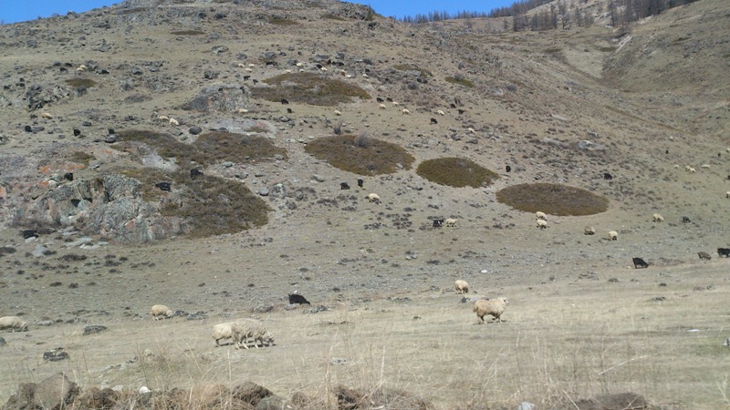 Камни и овечки
