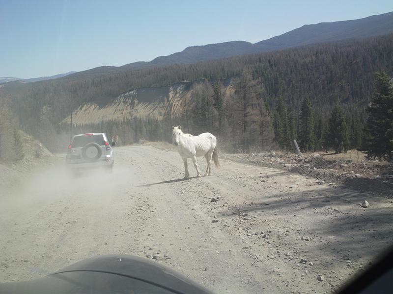 Лошадь на дороге