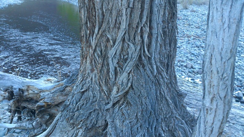 Старое дерево