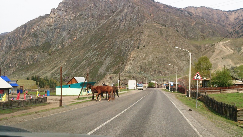 Кони на дороге