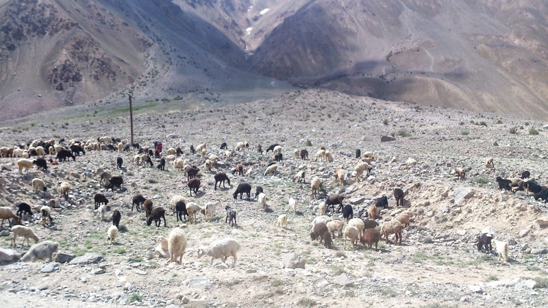 Таджикские стада