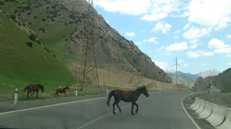 Киргизская лошадка