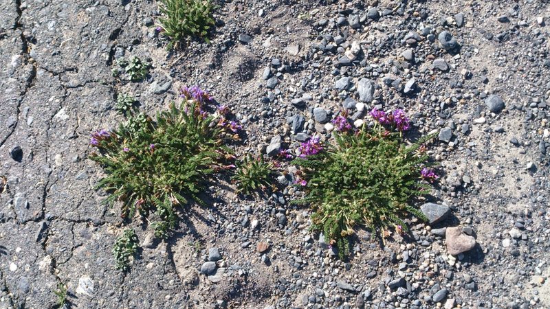 Редкие цветы на каменисто-песчаной почве