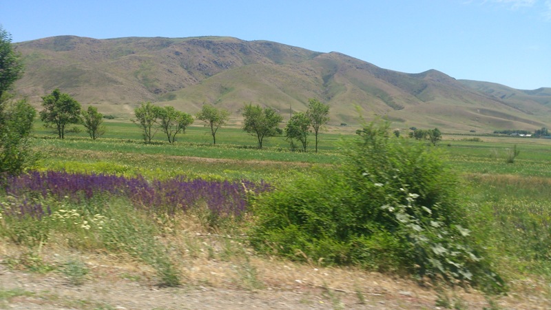 Цветущие казахские степи