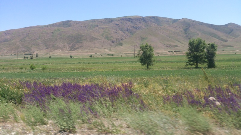 Цветущие казахские степи