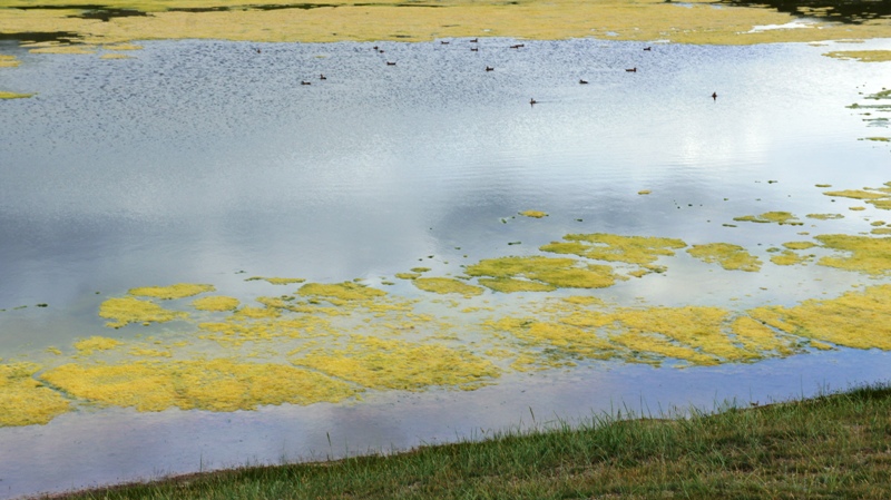 Утки на желтом озере