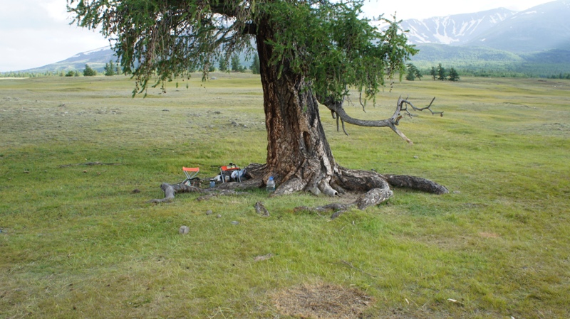 Дерево у стоянки
