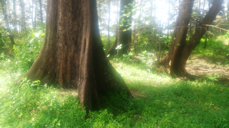 лес на мысе Пакаранг