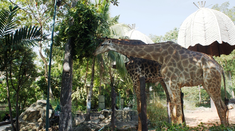 В зоопарке:жирафы