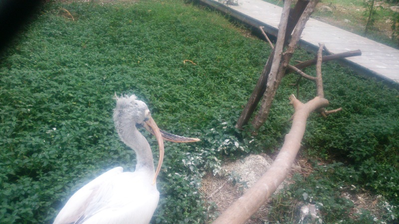 В зоопарке:фламинго с необычным клювом
