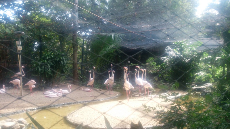 В зоопарке:фламинго