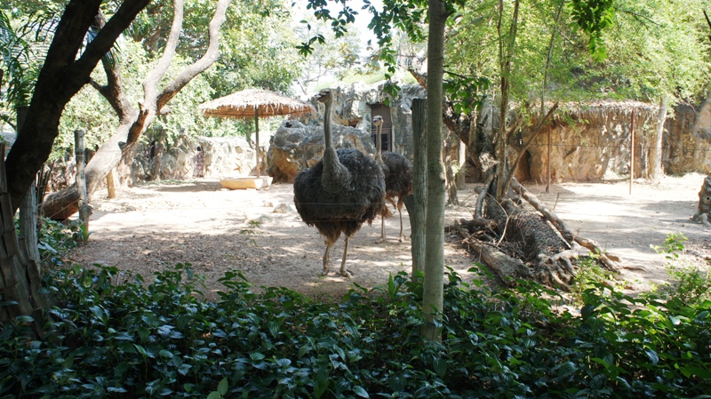 В зоопарке:страус