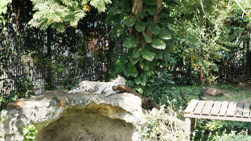В зоопарке:тигр