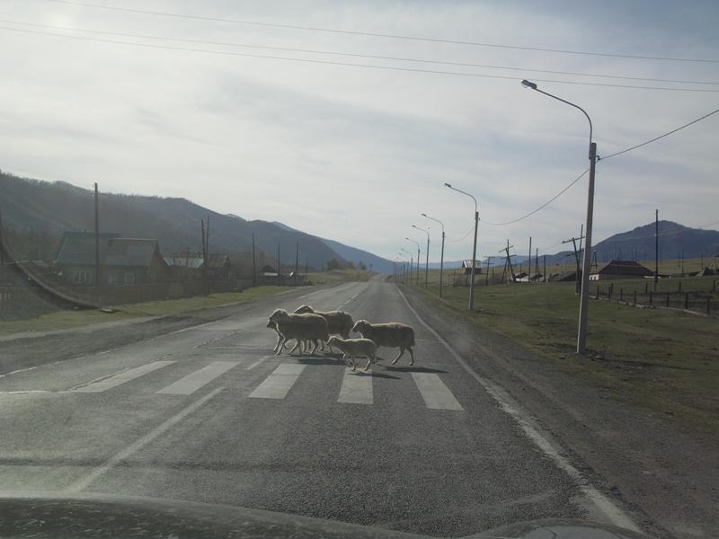 Овцы на переходе