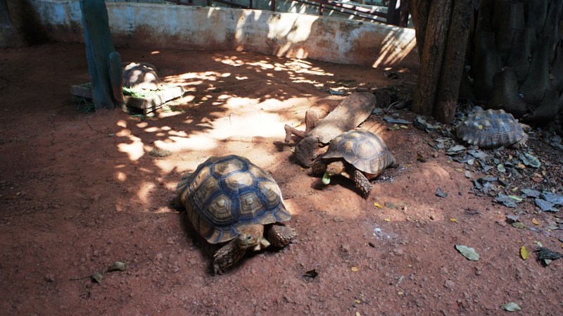 В зоопарке:черепахи