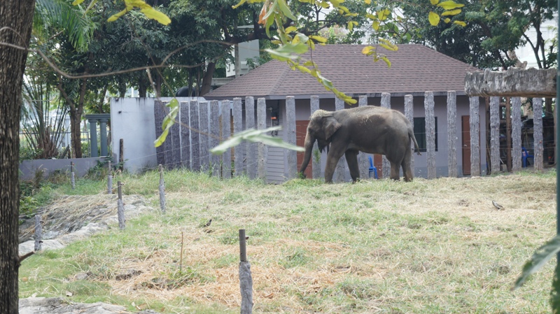 В зоопарке:слон